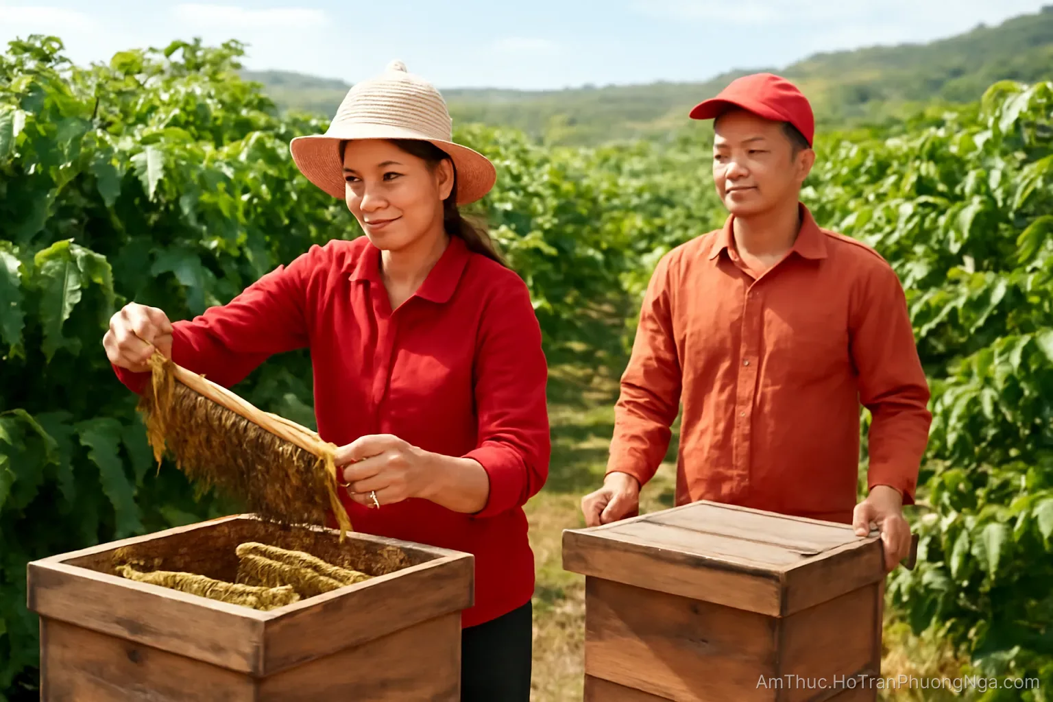 Nuôi ong ở Tây Nguyên: mùa hoa cà phê và rủi ro thuốc bảo vệ thực vật